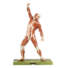 SOMSO Male Muscle Figure - 1/4 natural size