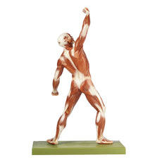 SOMSO Male Muscle Figure - 1/4 natural size
