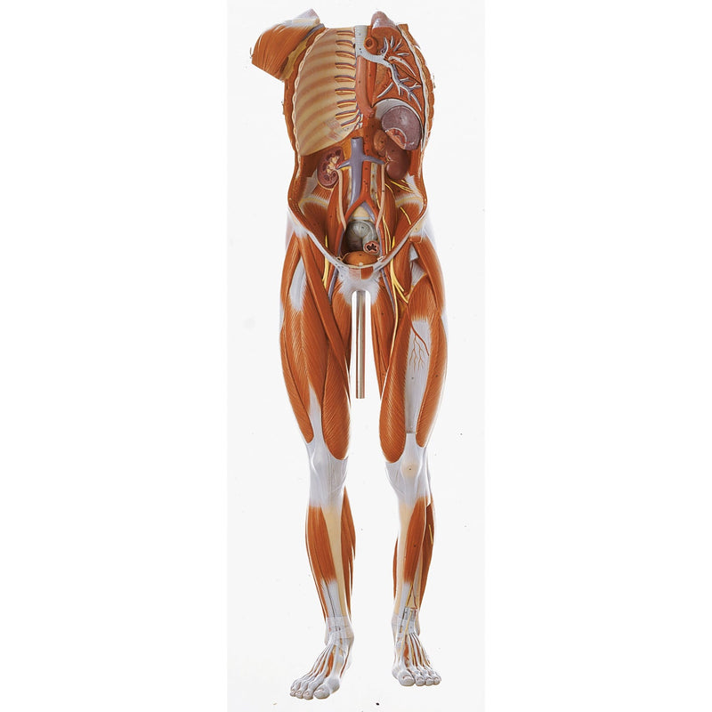 SOMSO Male Muscle Figure - 3/4 natural size
