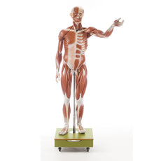 SOMSO Male Muscle Figure - 3/4 natural size