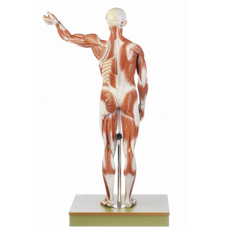 SOMSO Male Muscle Figure, about 1/2 natural size, 27 Parts