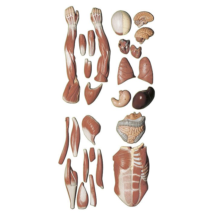 SOMSO Male Muscle Figure, about 1/2 natural size, 27 Parts
