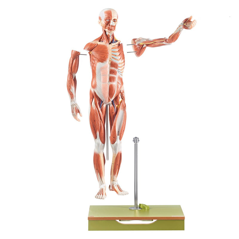 SOMSO Male Muscle Figure Model - Half Life-Size