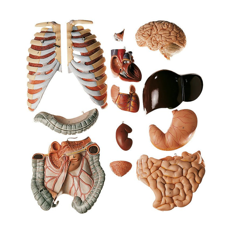 SOMSO Male Torso with Head - Natural size