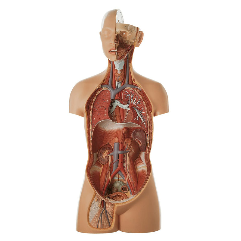 SOMSO Male Torso with Head - Natural size