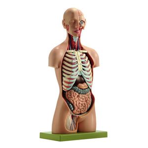 SOMSO Male Torso with Head - Natural size