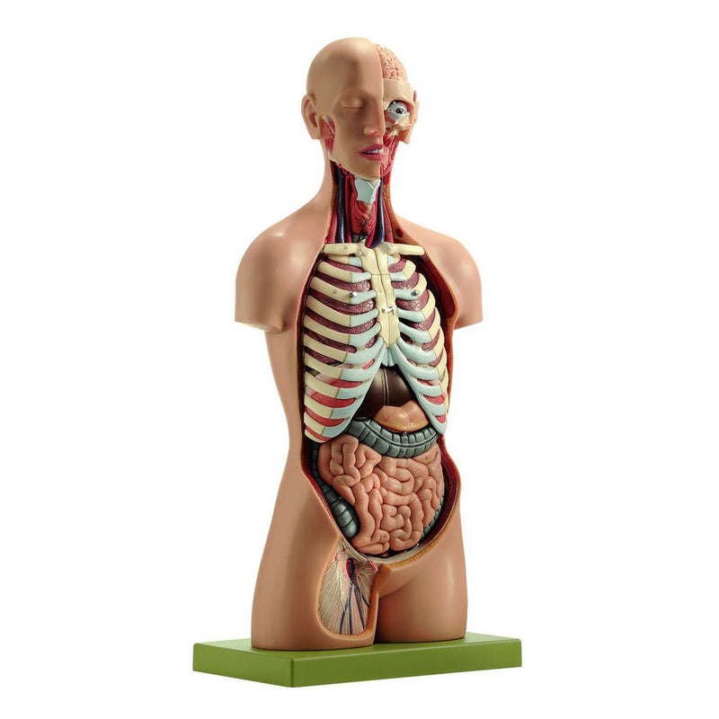 SOMSO Male Torso with Head - Natural size