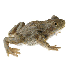 SOMSO Midwife Toad, Female