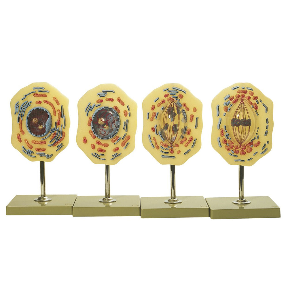 Modles Cell Process Animal Cell Mitosis Models