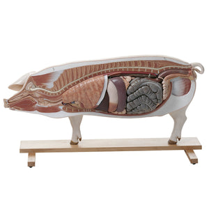 SOMSO Model of a Breeding Pig (DAM)