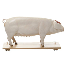 SOMSO Model of a Breeding Pig (DAM)