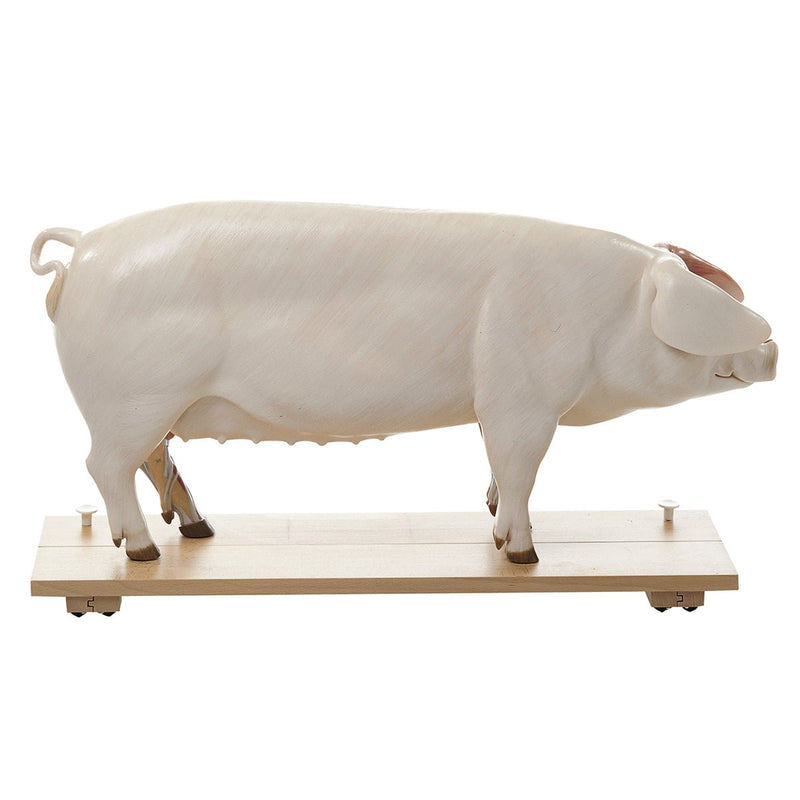 SOMSO Model of a Breeding Pig (DAM)