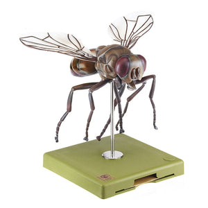 SOMSO Model of a Fly