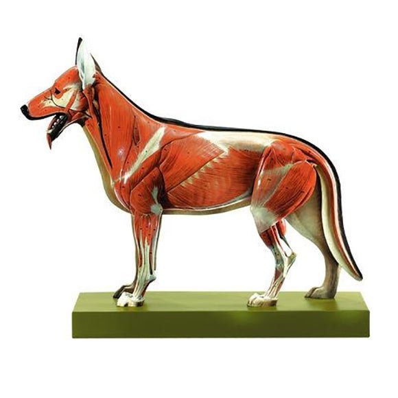 SOMSO Model of a Sheep-Dog