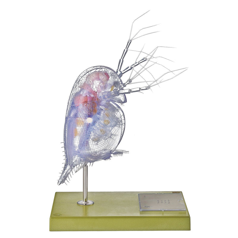 SOMSO Model of a Water-Flea