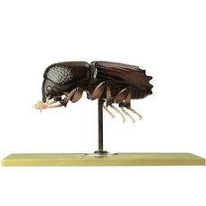 SOMSO Model of Barkbeetle