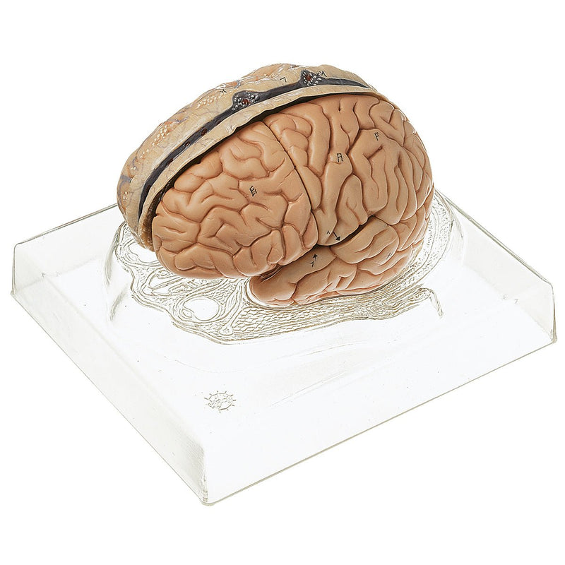 SOMSO Model of Brain - 6 pieces