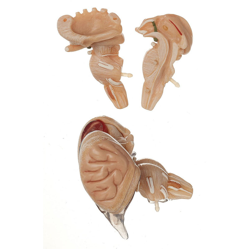 SOMSO Model of brain stem in 8 parts