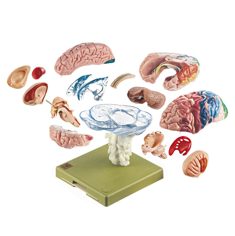 SOMSO Model of Brain With Cytoarchitectural Areas, 15-Part