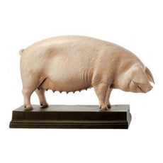 SOMSO Model of Breeding Pig 'Ingrid'