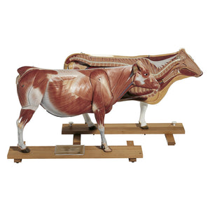 SOMSO Model of Cow - 11 Parts