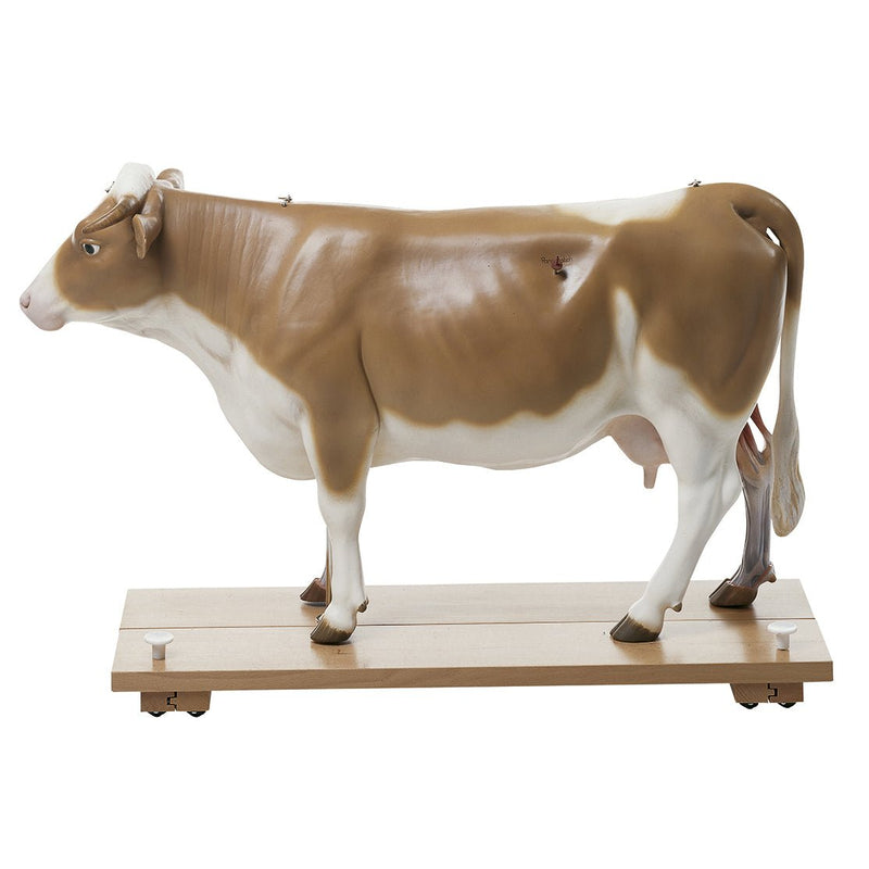 SOMSO Model of Cow - 13 Parts
