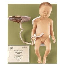 SOMSO Model of Female Fetus