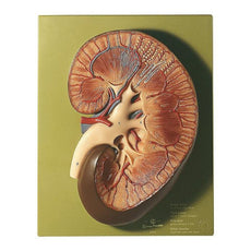 SOMSO Model of Right Kidney - Front Section