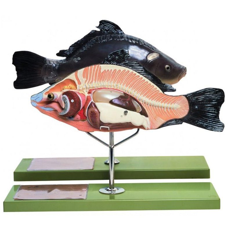 SOMSO Model of the Anatomy of a Bony Fish