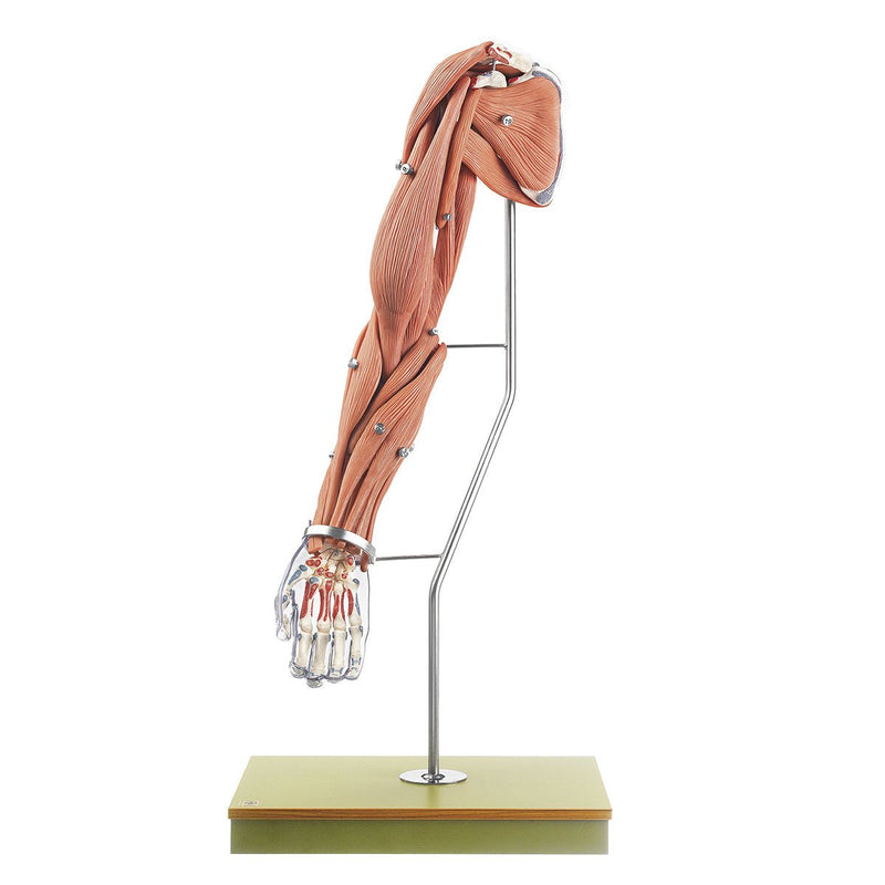 SOMSO Model of the Arm Muscles