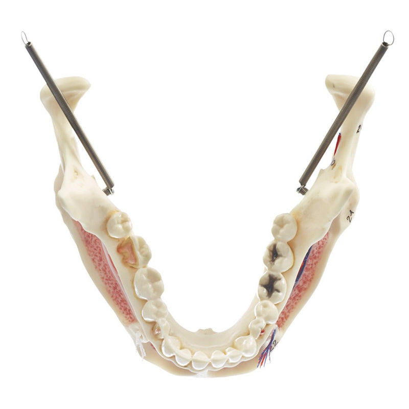 SOMSO Model of the Artificial Human Skull - English and Latin