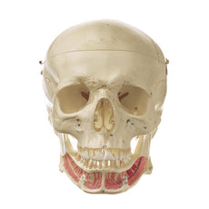 SOMSO Model of the Artificial Human Skull - English and Latin