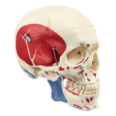 SOMSO Model of the Artificial Human Skull - Muscles of the Head