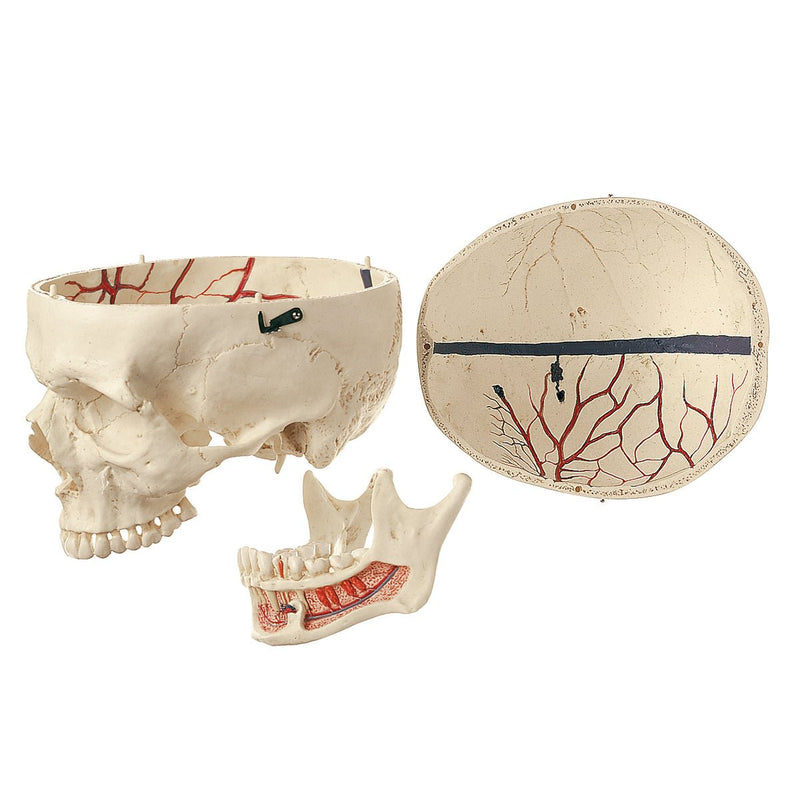 SOMSO Model of the Artificial Human Skull with Teeth Roots
