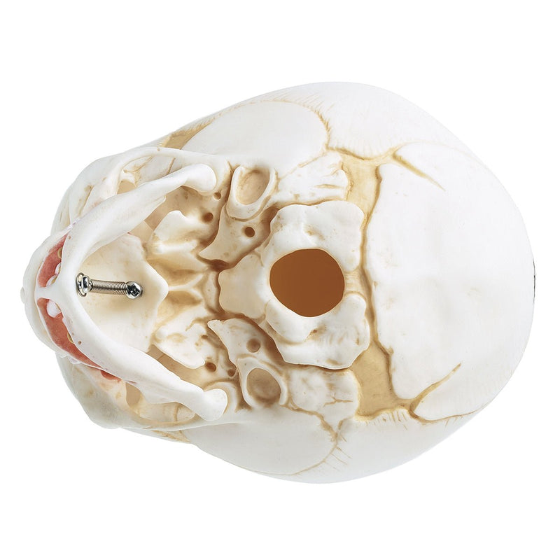 SOMSO Model of the Artificial Skull of a Fetus - 2 Parts