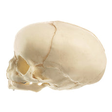 SOMSO Model of the Artificial Skull of a Fetus