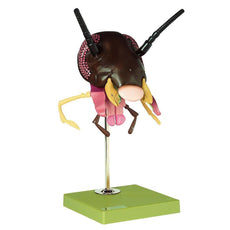 SOMSO Model of the Head of a Cockroach