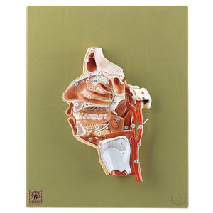頭部模型 somso社製 Base of the Head Base of the Head (BS 5/1) · Anatomy models | SOMSO®