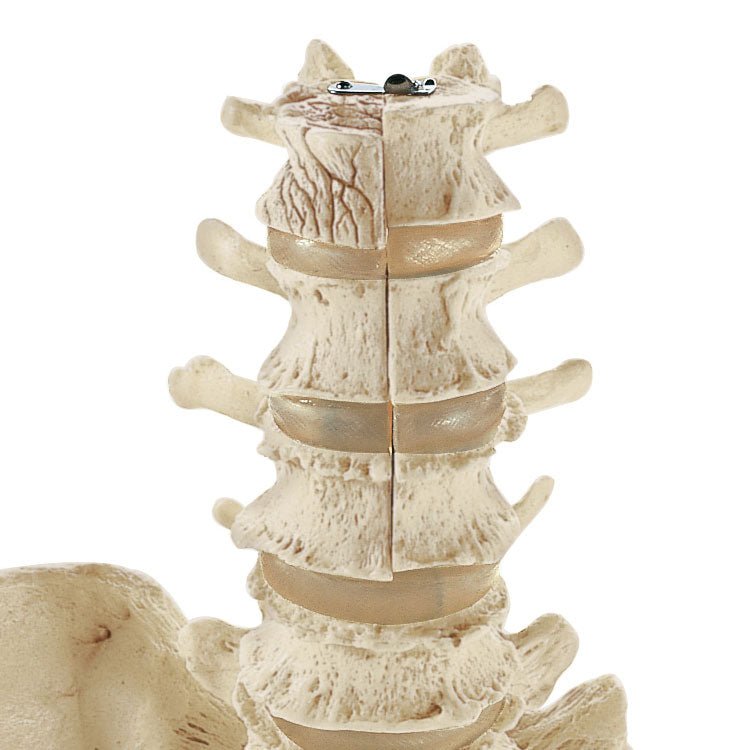 SOMSO Model of the Lumbar Spinal Column - without Innervation