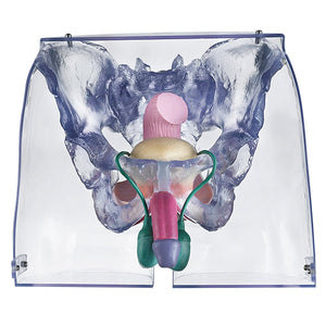 SOMSO Model of the Male Sexual Organs