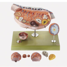 SOMSO Model of the Ovary