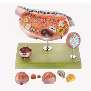 SOMSO Model of the Ovary