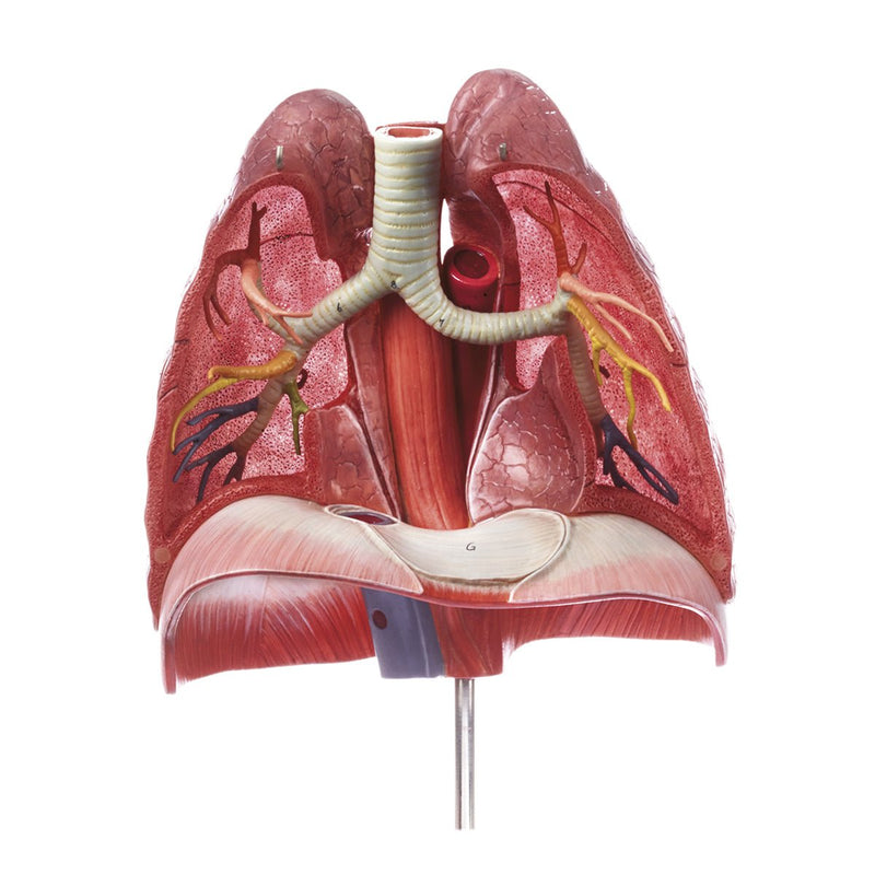 SOMSO Model of the Thorax