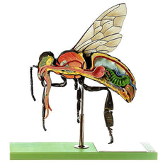 SOMSO Model of the Worker Bee