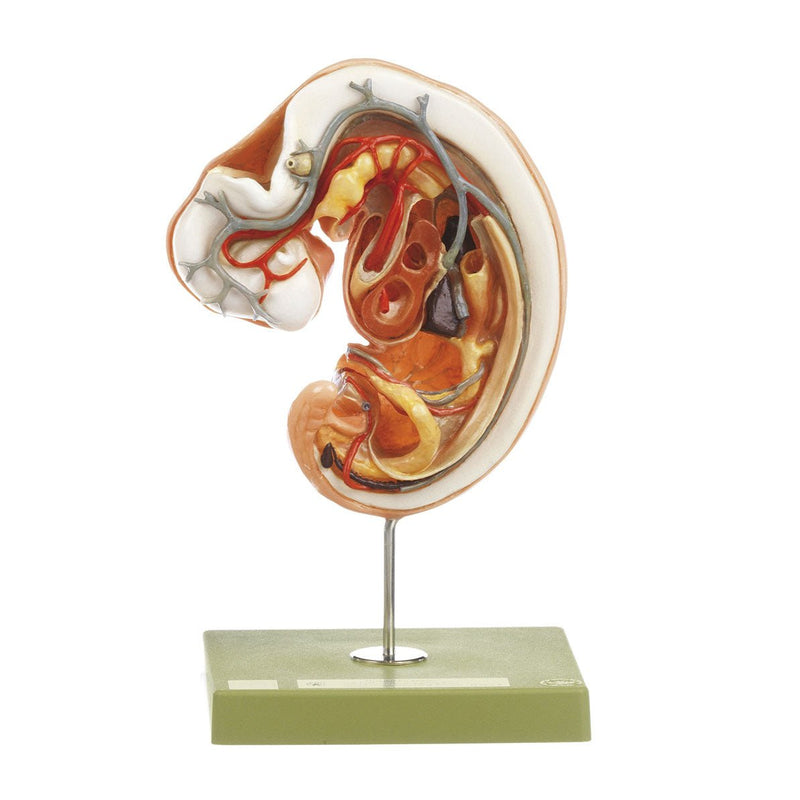 SOMSO Models of the Anatomy of the Human Embryo