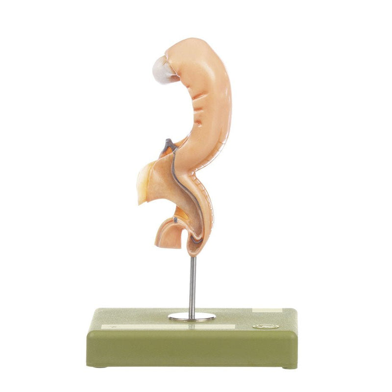 SOMSO Models of the Anatomy of the Human Embryo