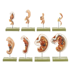 SOMSO Models of the Anatomy of the Human Embryo