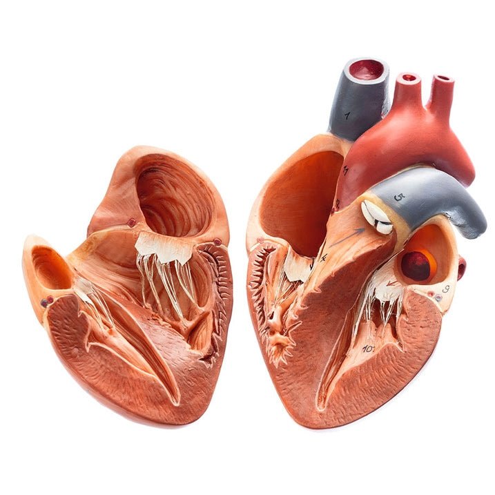 SOMSO Models of the Hearts of Vertebrates