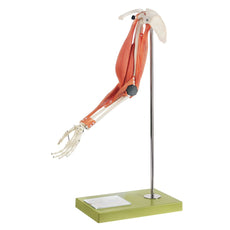 SOMSO Movement of Muscles in the Upper Arm and Forearm Model