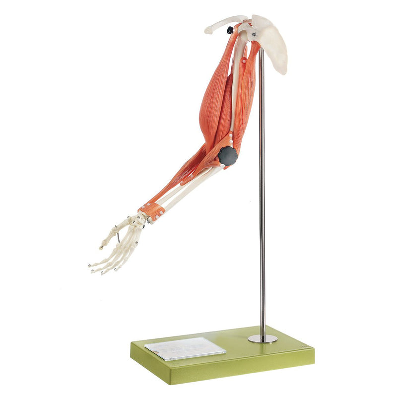 SOMSO Movement of Muscles in the Upper Arm and Forearm Model